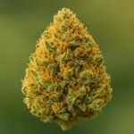 Colombian Gold