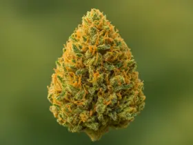 Colombian Gold