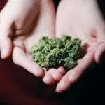 qual a diferença entre o ice nug e melt?