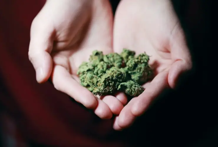 qual a diferença entre o ice nug e melt?