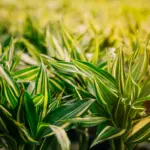 Descubra Como o Veneno Galop é Indicado para o Controle de Plantas Daninhas