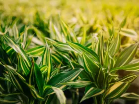 Descubra Como o Veneno Galop é Indicado para o Controle de Plantas Daninhas