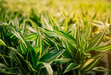 Descubra Como o Veneno Galop é Indicado para o Controle de Plantas Daninhas