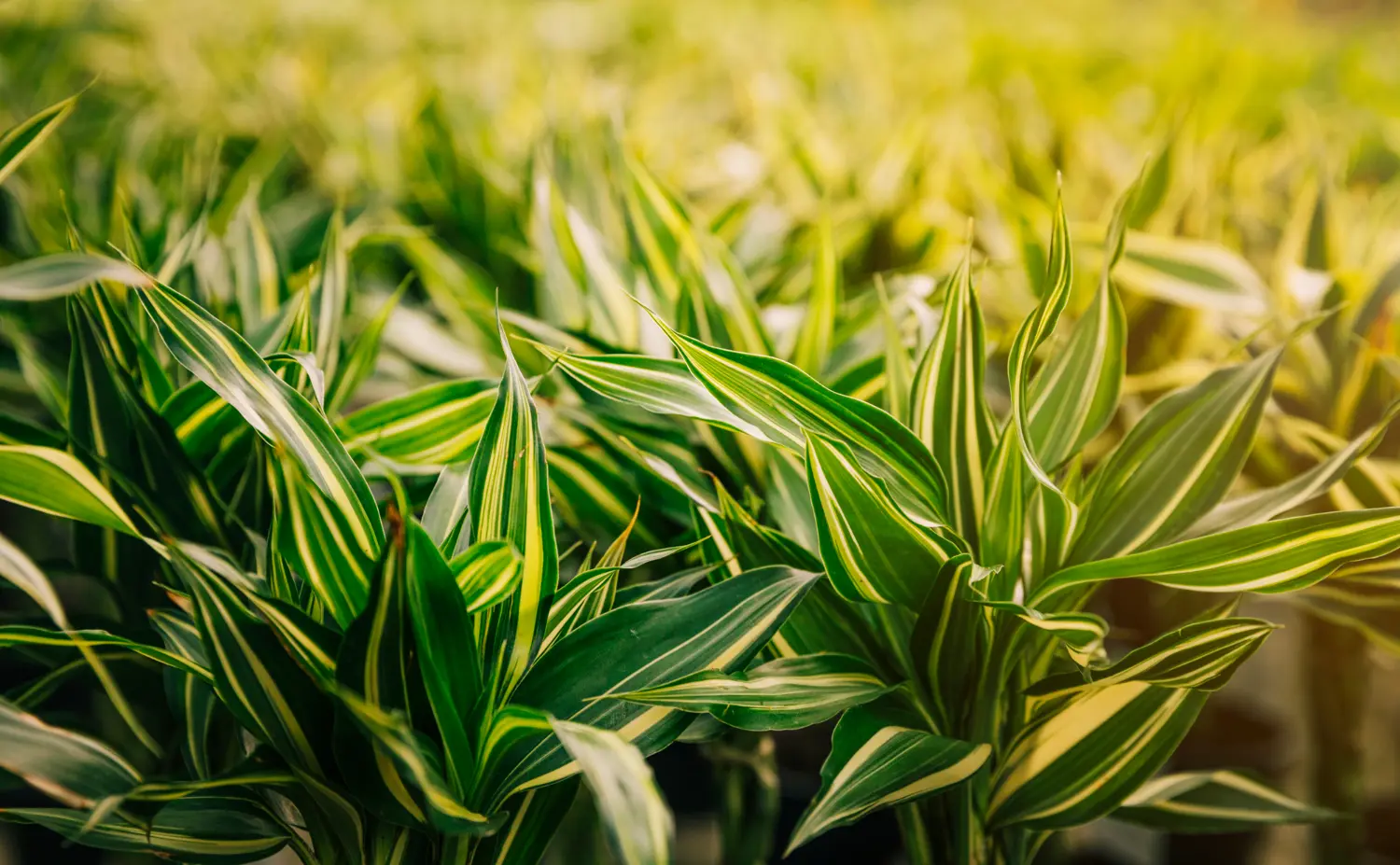 Descubra Como o Veneno Galop é Indicado para o Controle de Plantas Daninhas